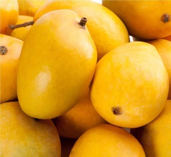 Mango Plant "Anwar Ratol" Pakistan's Sweetest Mangoes 1.2-1.5m