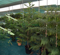 Araucaria Heterophylla Indoor "Norfolk Island Pine"