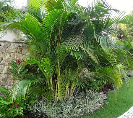 Chrysalidocarpus lutescens or Areca palm (Outdoor) فراشة النخيل