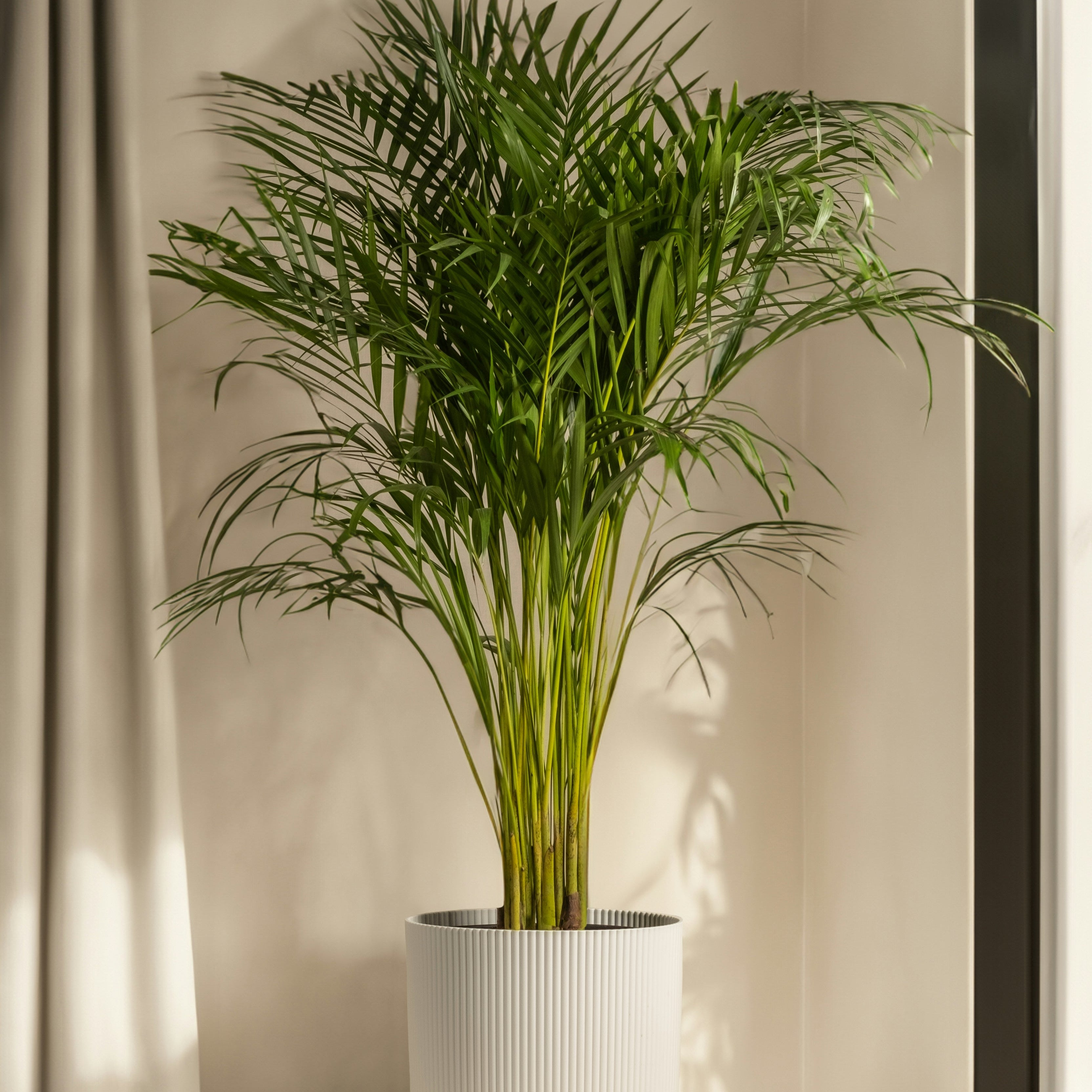 Areca palm in a white ceramic plant near a window