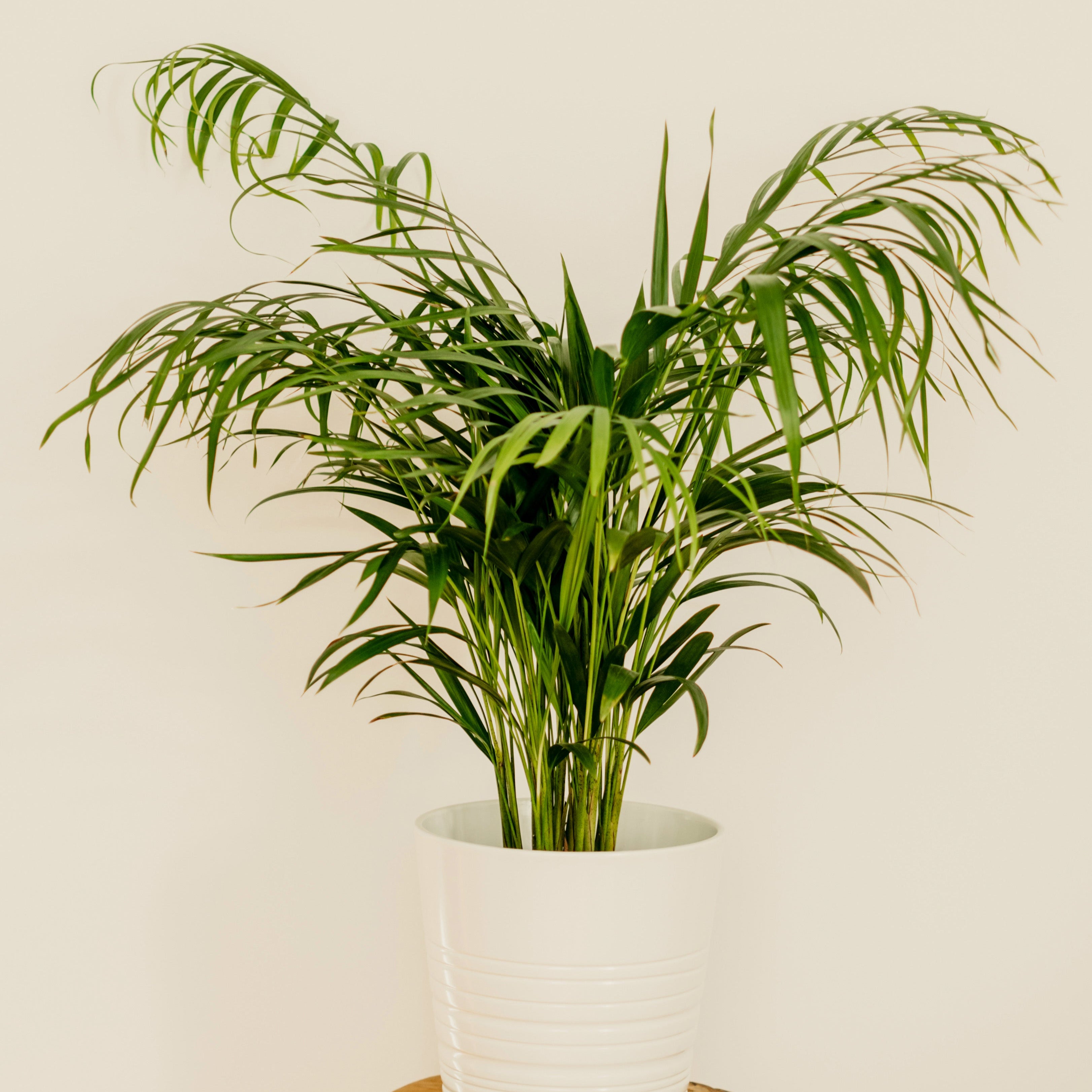 Potted plant on a wooden stool against a plain background