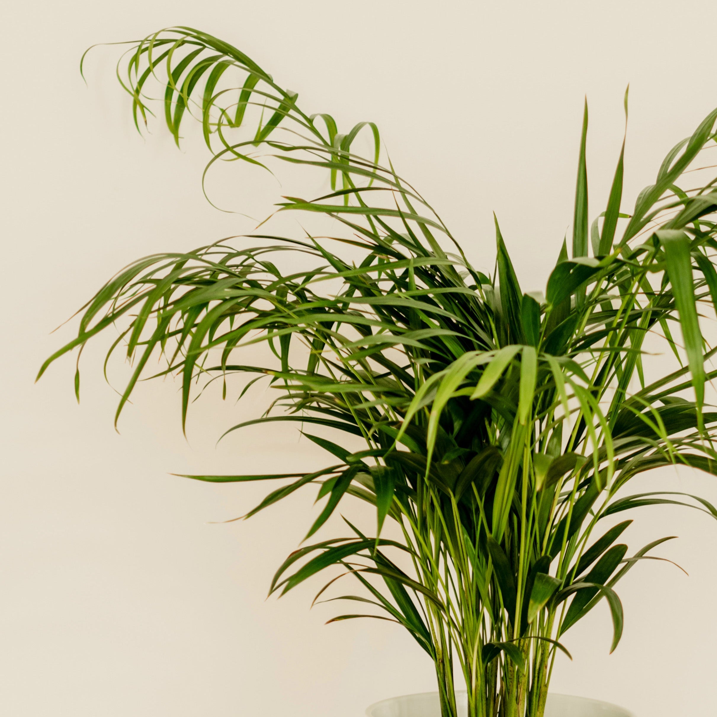 Potted plant on a wooden stool against a plain background