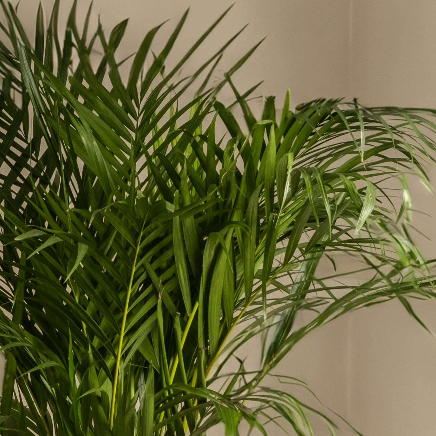 Close up of areca palm leaves