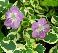 Asystasia Gangetica Variegata"Chinese Violet" 10-15cm
