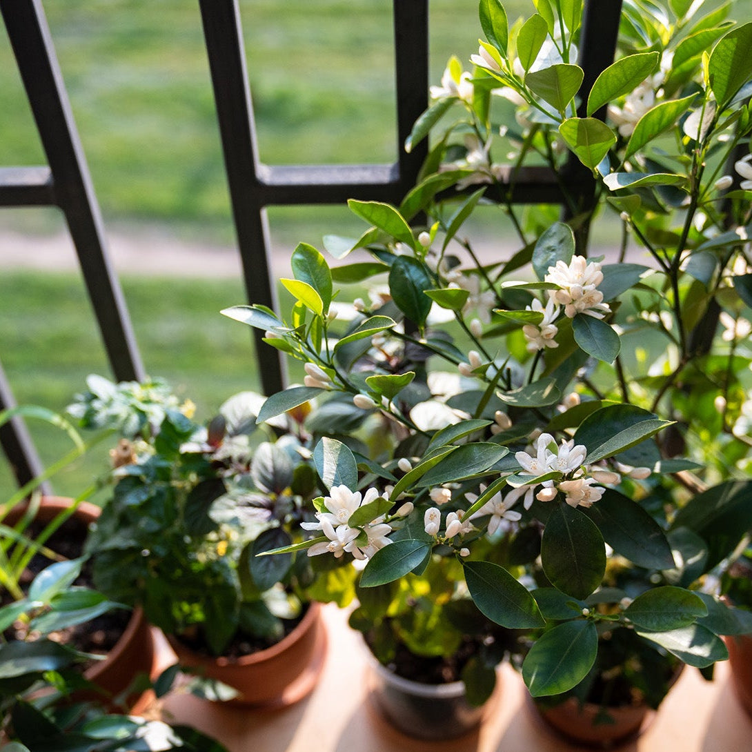 Cestrum nocturnum “Night Queen or Night-blooming jasmine”