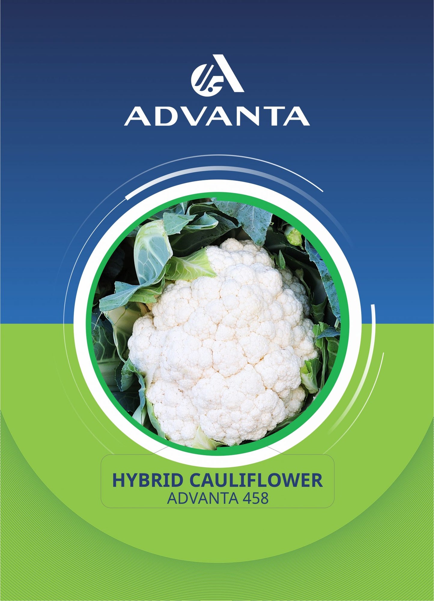Advanta 458 Hybrid Cauliflower Seeds 2g