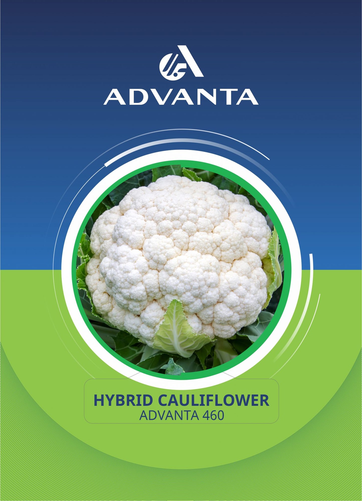 Advanta 460 Hybrid Cauliflower Seeds 2g