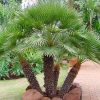 Chamaerops humilis "European Fan Palm" 1.5 - 2.0m Multi Trunk Specimen