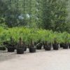 Chamaerops humilis "European Fan Palm" 1.5 - 2.0m Multi Trunk Specimen