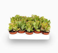 Crassula ovata Mini "Dollar Plant Or Jade Plant" 5-10cm