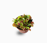 Dionaea muscipula or Venus Flytrap