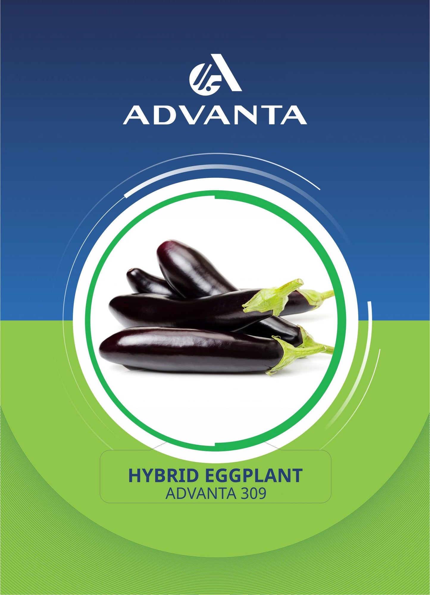 Advanta 309 Hybrid Eggplant Seeds 5g