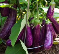 Purple Eggplant Agrimax Seeds