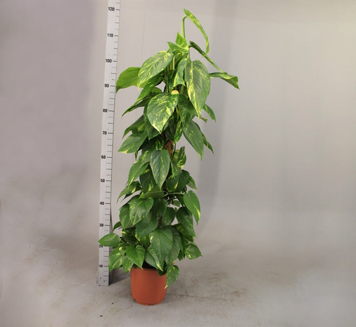 Epipremnum aureum or Money Plant كرمة المال