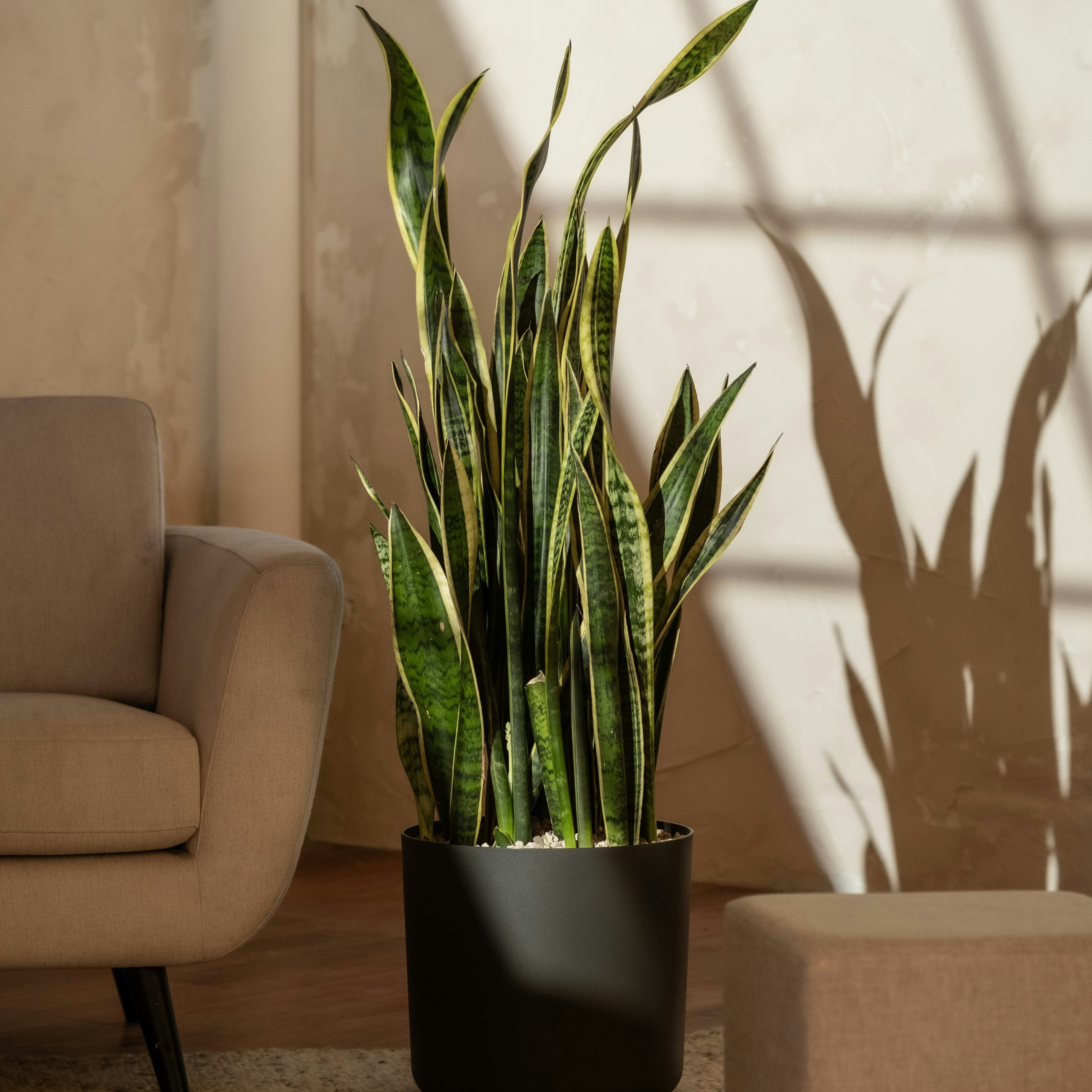 Potted snake plant in a living room with sunlight casting shadows on the wall.