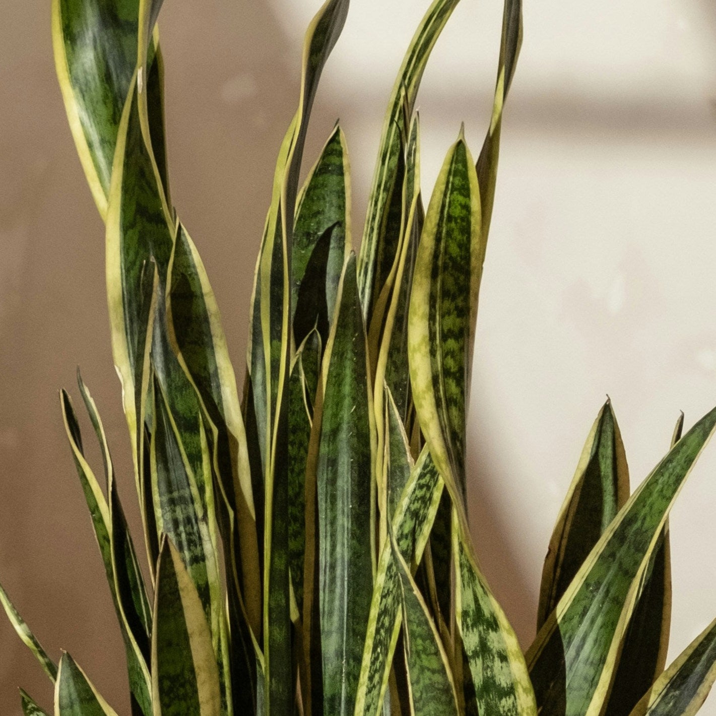 Snake Plant Dracaena (Sansevieria) Large | Low-Light Friendly, Low-Maintenance Indoor Plant