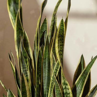 Snake Plant Dracaena (Sansevieria) Large | Low-Light Friendly, Low-Maintenance Indoor Plant