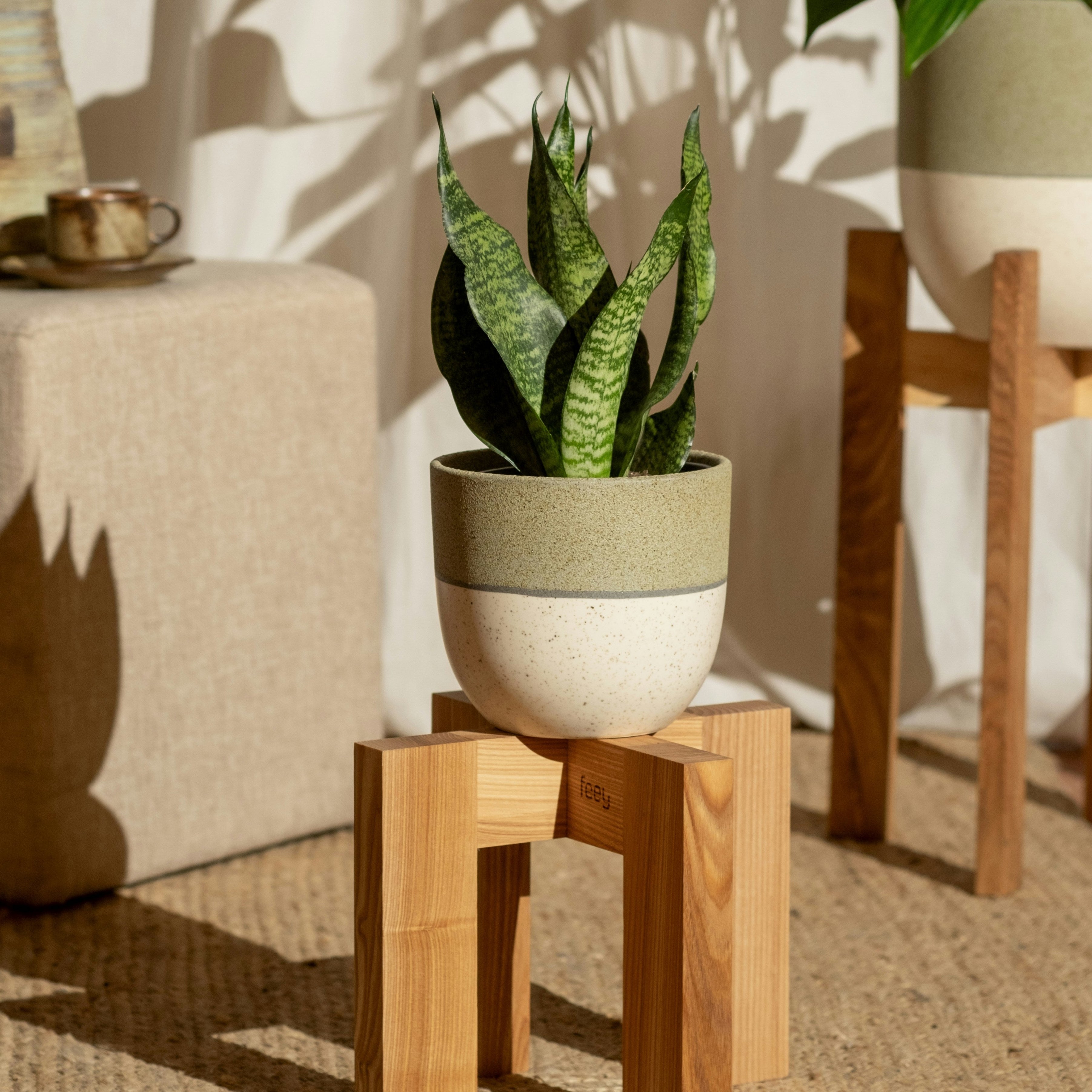 Potted plant on a wooden stand with a neutral background