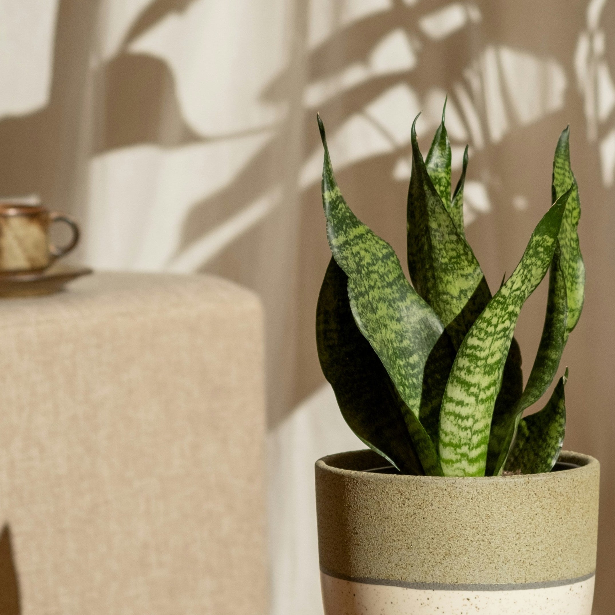 Potted plant on a wooden stand with a neutral background