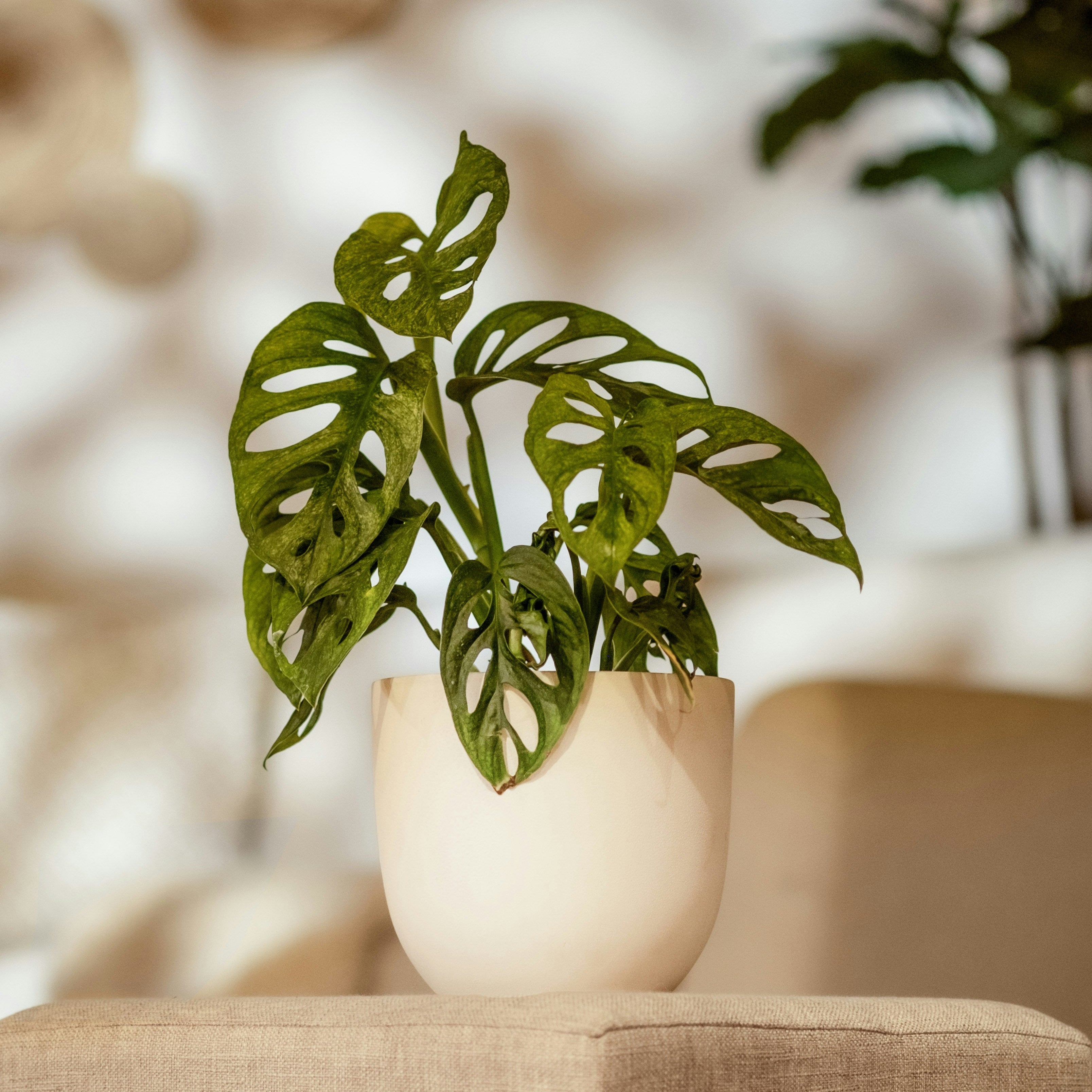 Potted plant on a surface with a blurred background
