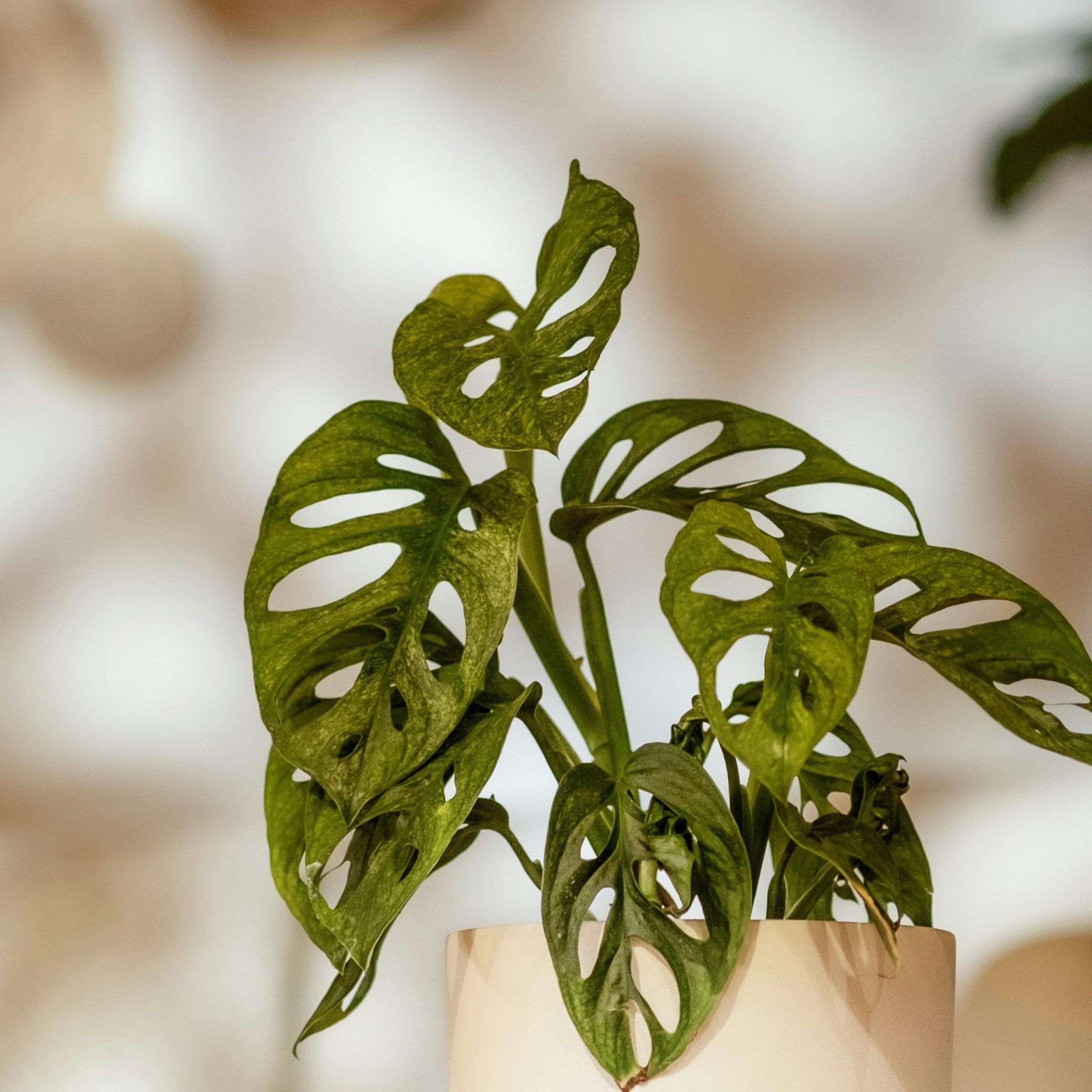 Potted plant on a surface with a blurred background