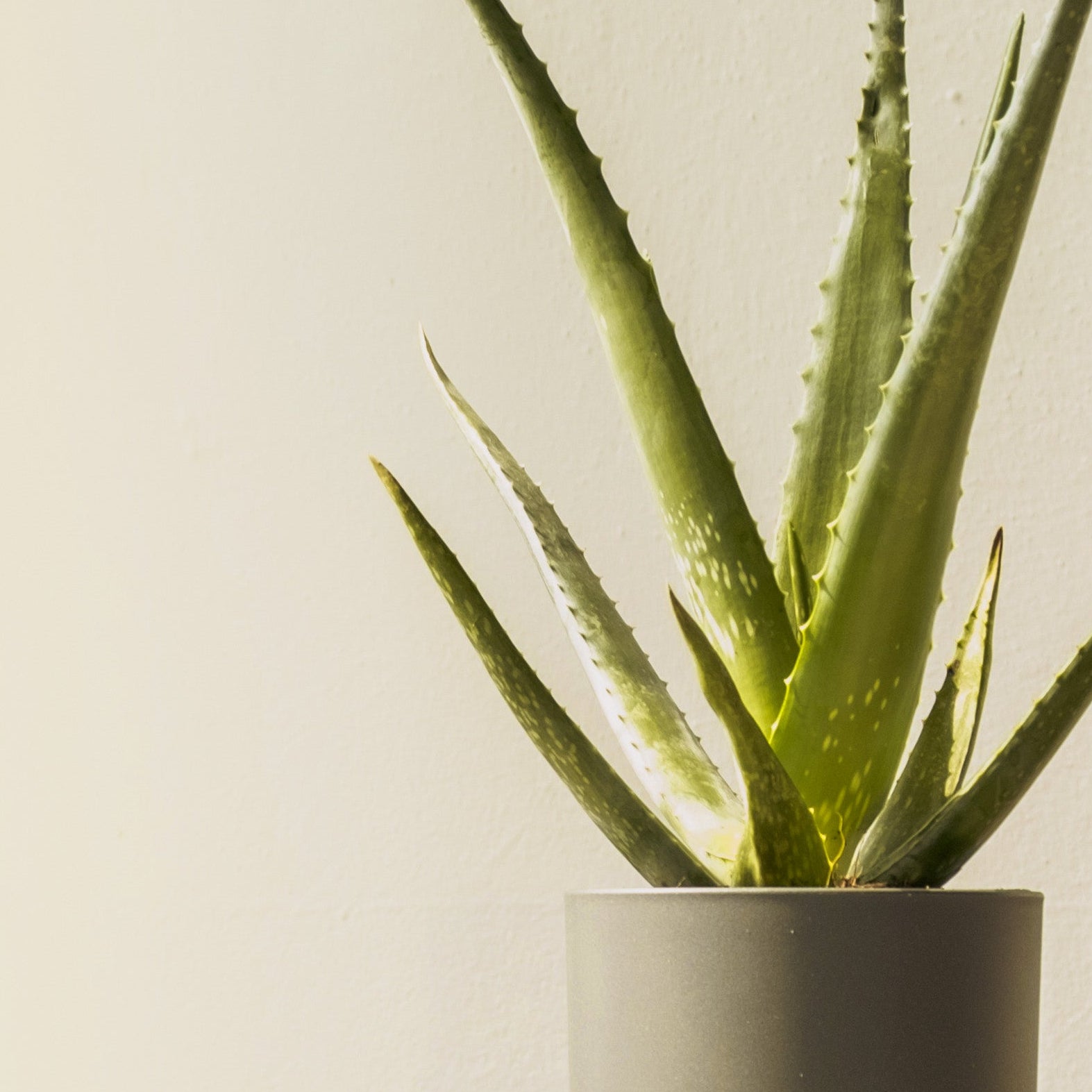 Potted aloe vera plant on a wooden table with a plain background