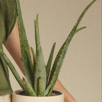 Aloe Vera Medium | Sun-Loving, Low Maintenance Indoor Plant الألوة فيرا