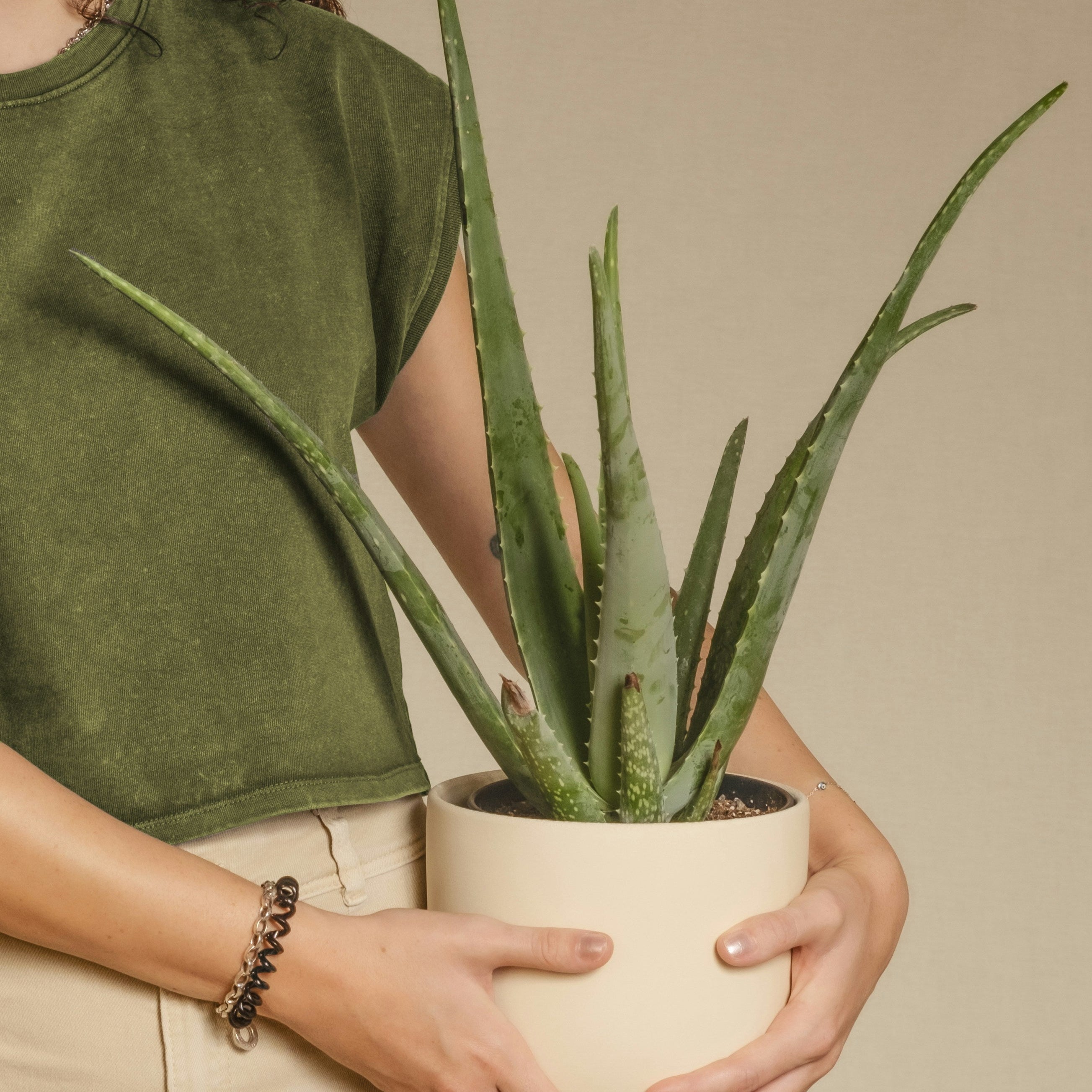 Person holding a potted aloe vera plant against a neutral background