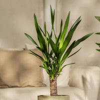 Dracaena Massangeana Small 40 cm | Corn Plant