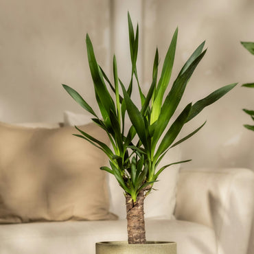 Dracaena Massangeana Small 40 cm | Corn Plant