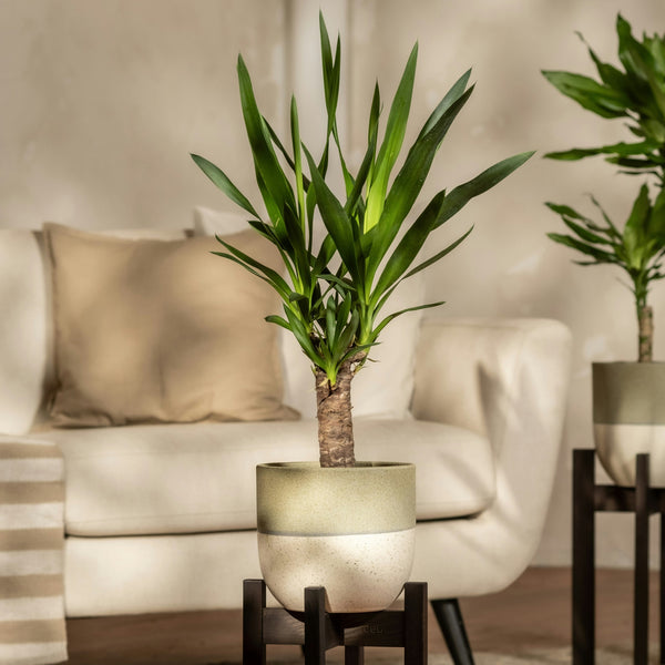 Decorative indoor plant on a stand in a living room setting with a sofa and another plant in the background.