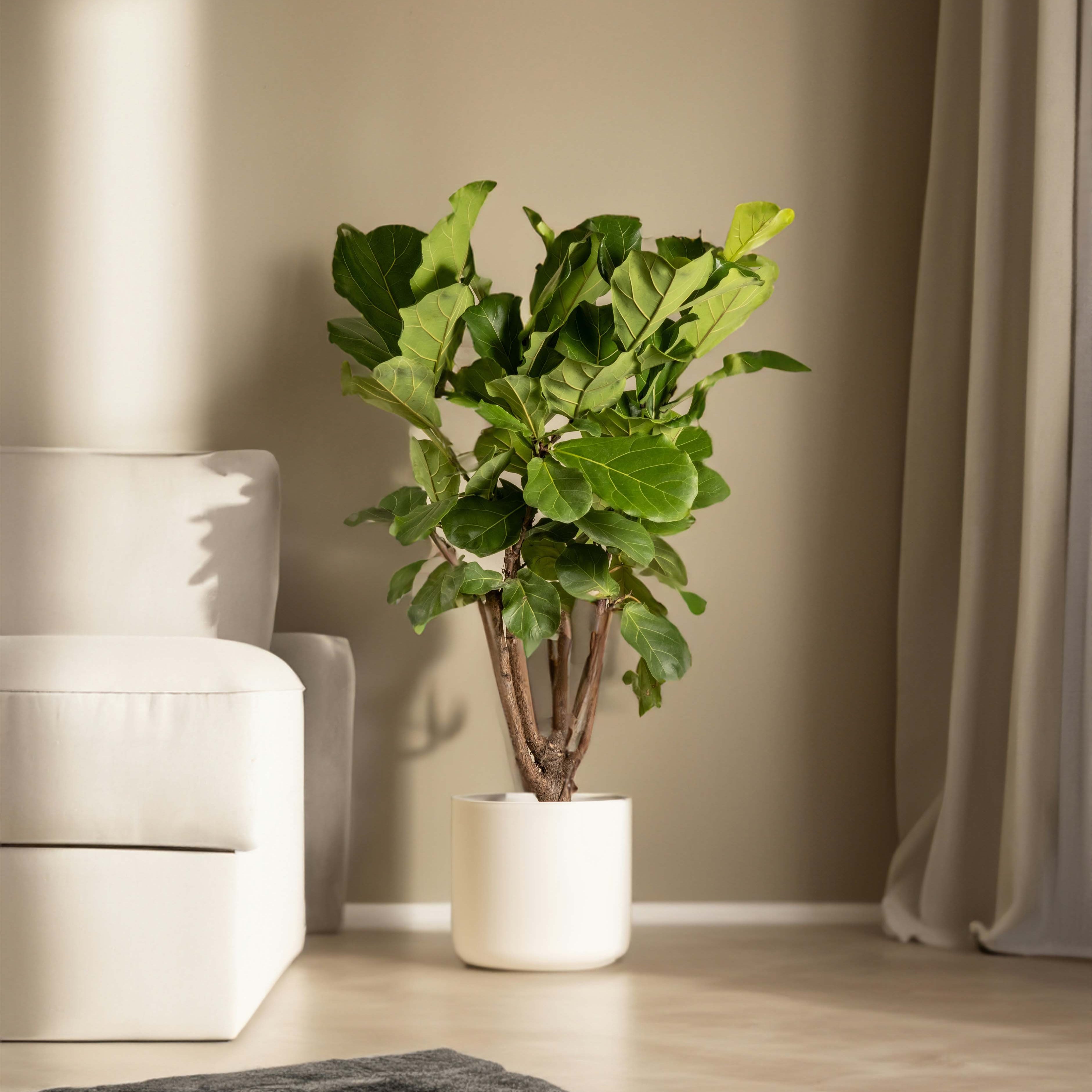 Potted plant in a living room with a beige sofa and light-colored walls.