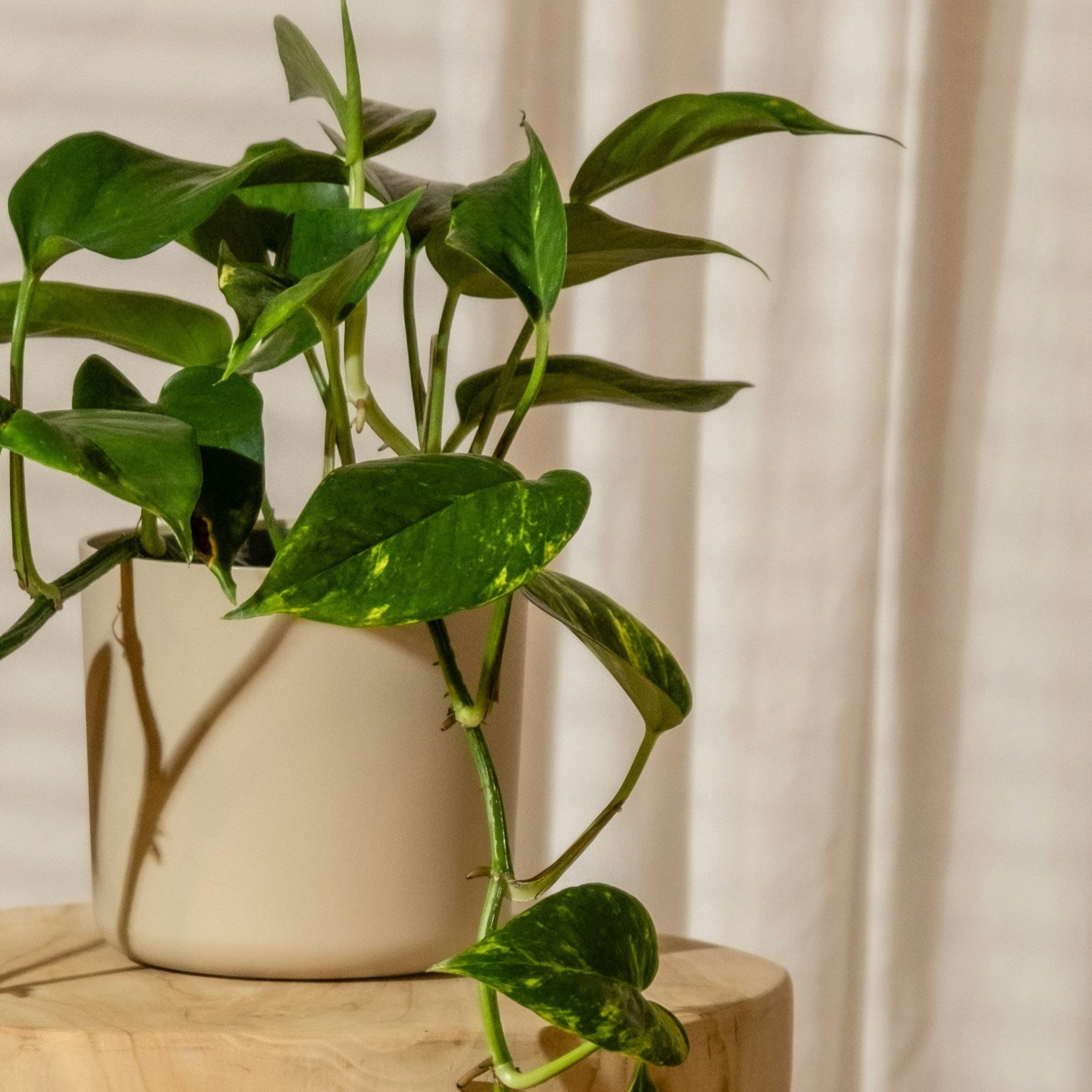 Potted plant on a wooden stool with a neutral background