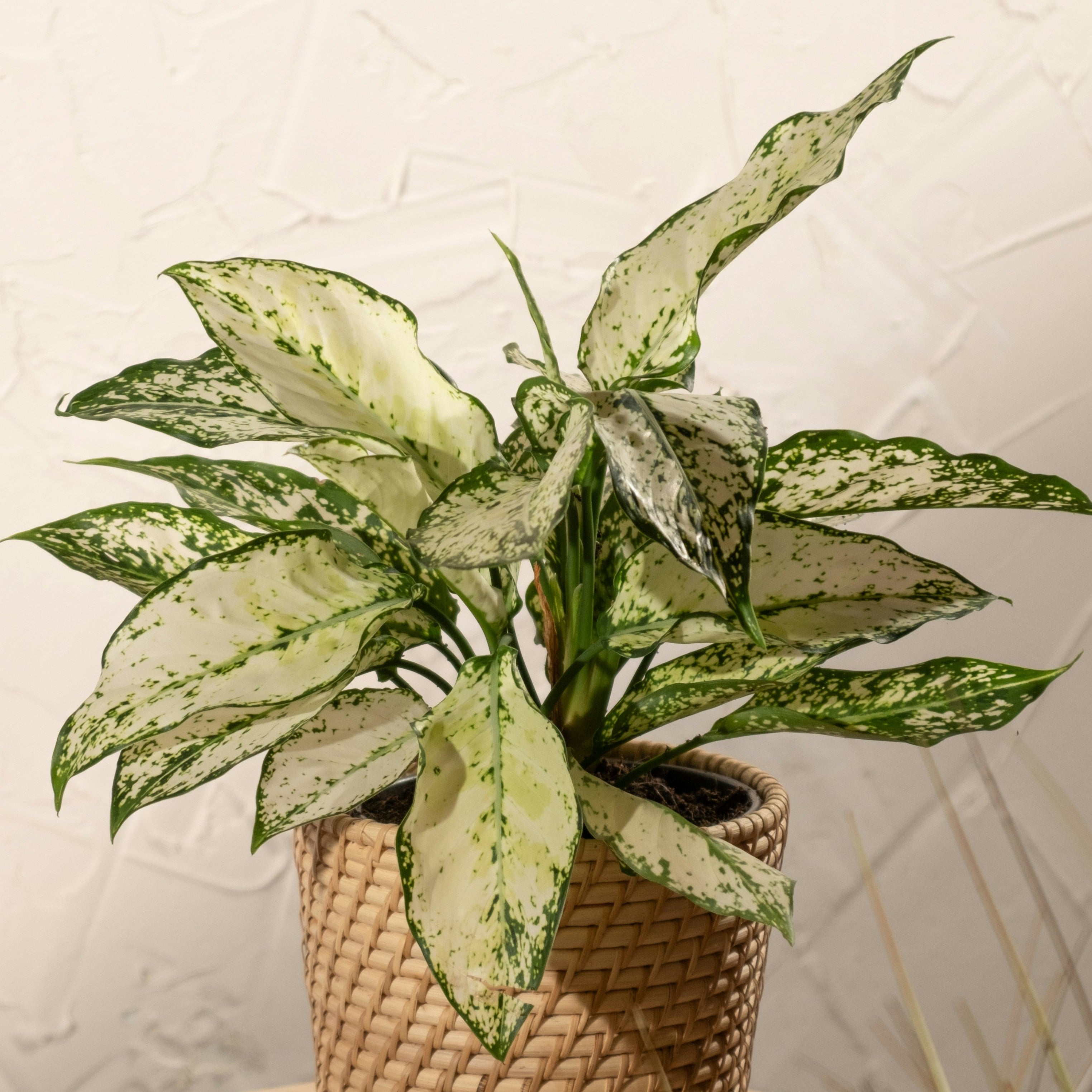 Potted plant on a wooden stool against a textured wall