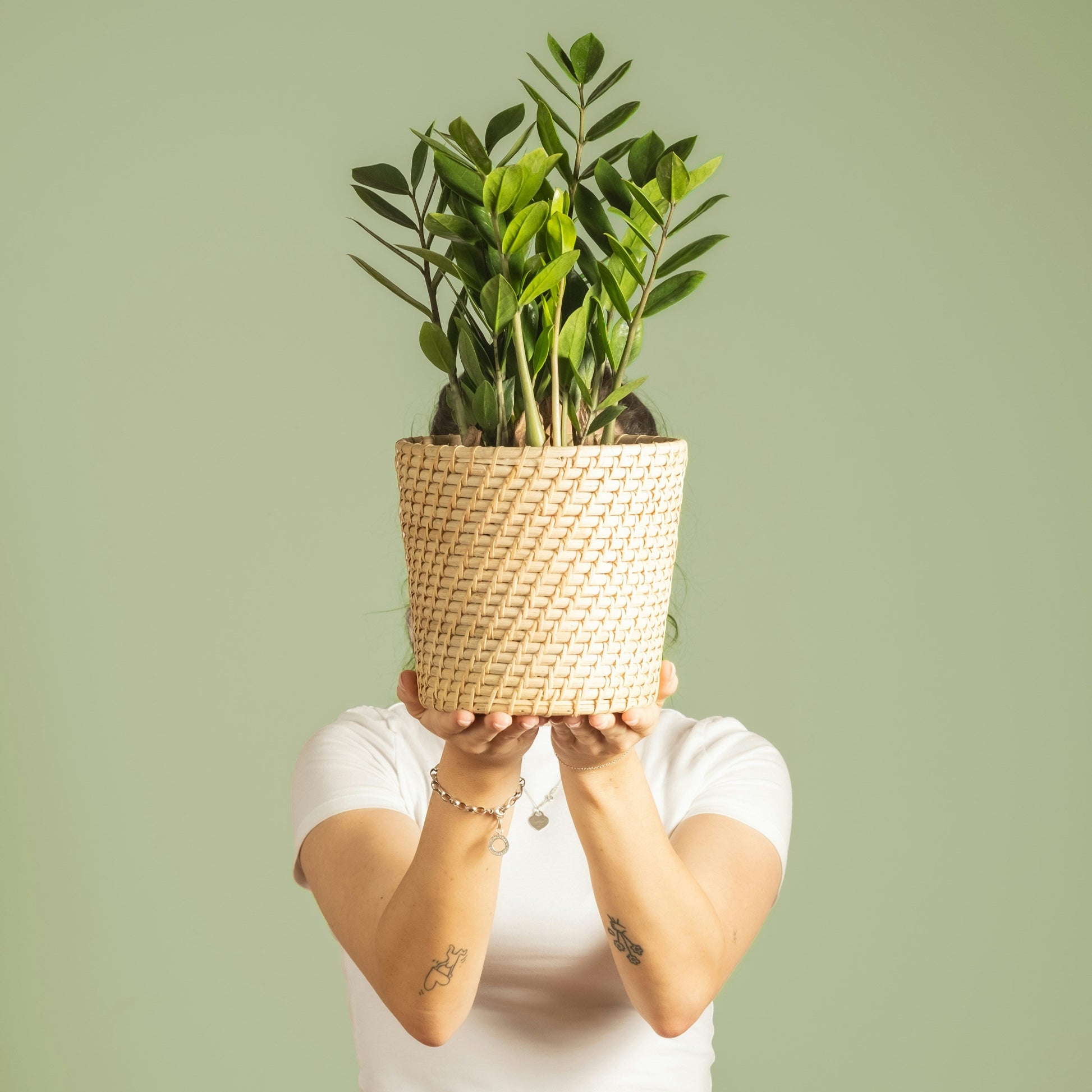 ZZ Plant Small