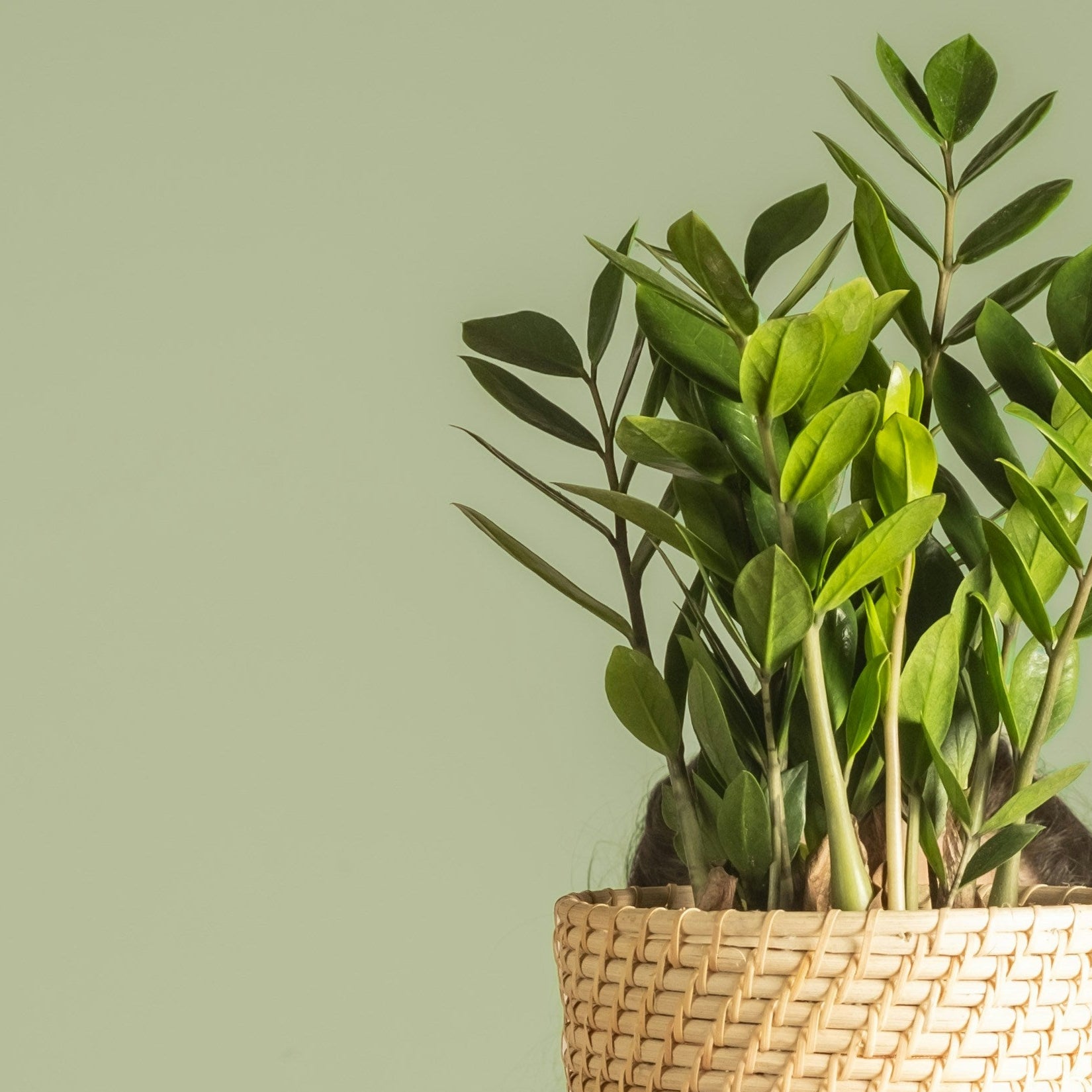 Person holding a potted plant in front of their face against a plain background
