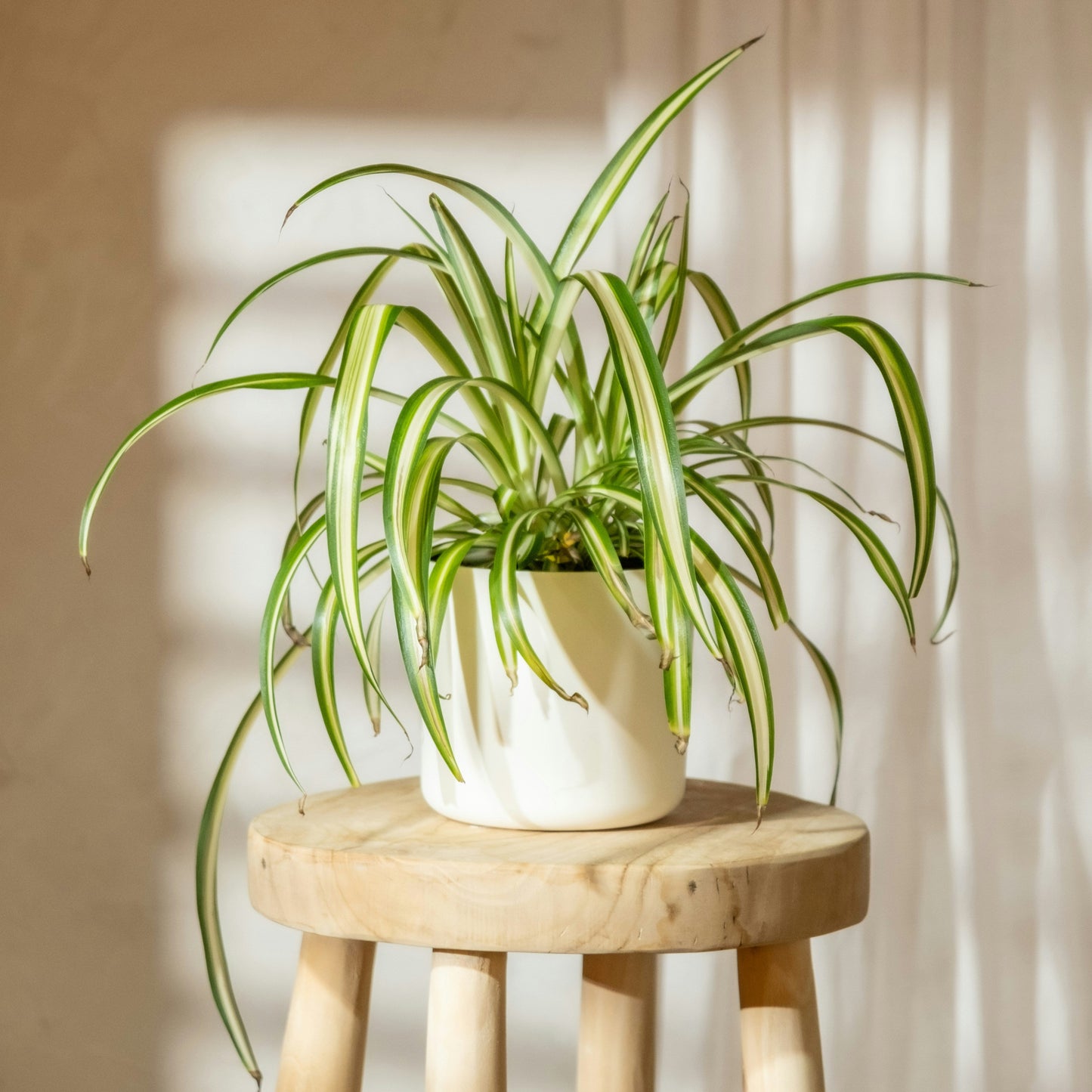 Chlorophytum comosum ‘Variegatum’ (Spider plant or Airplane plant)
