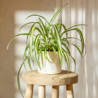 Chlorophytum comosum ‘Variegatum’ (Spider plant or Airplane plant)