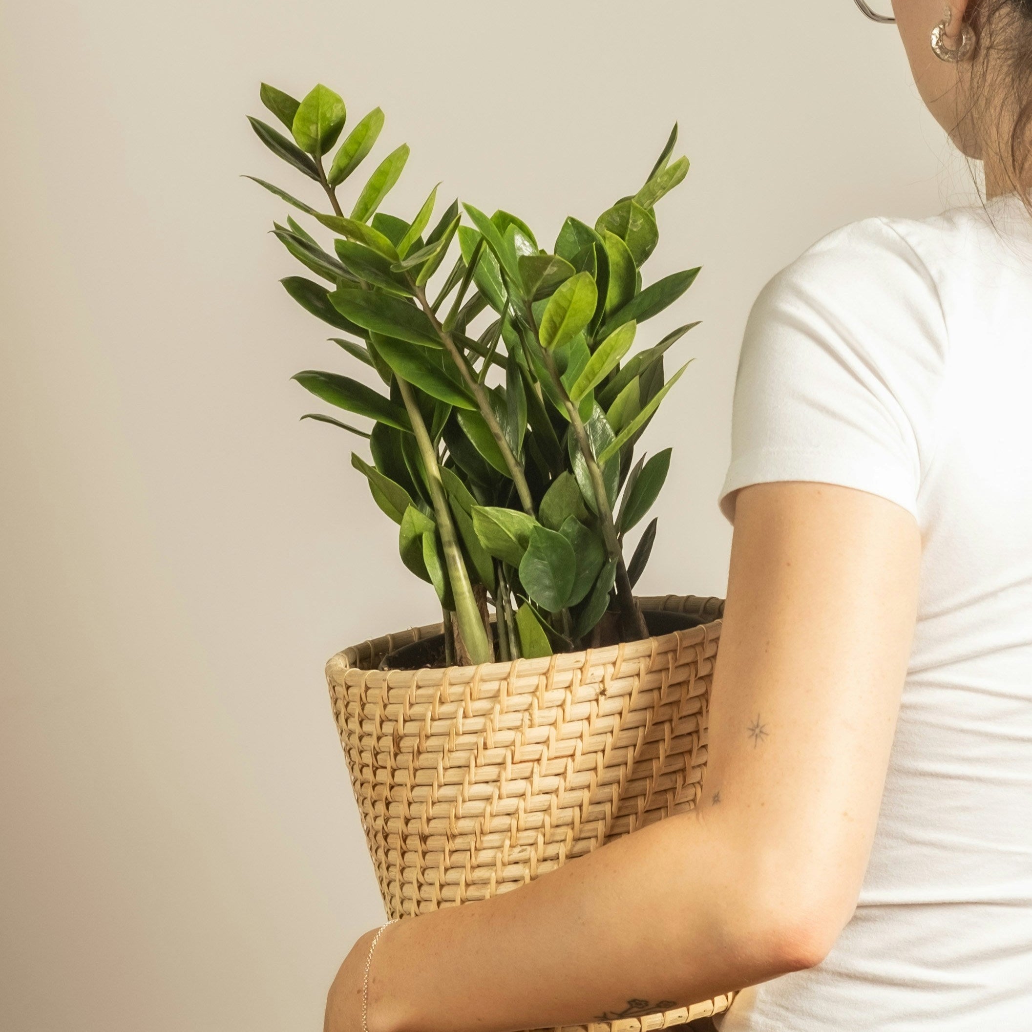 Person holding a potted plant against a plain background