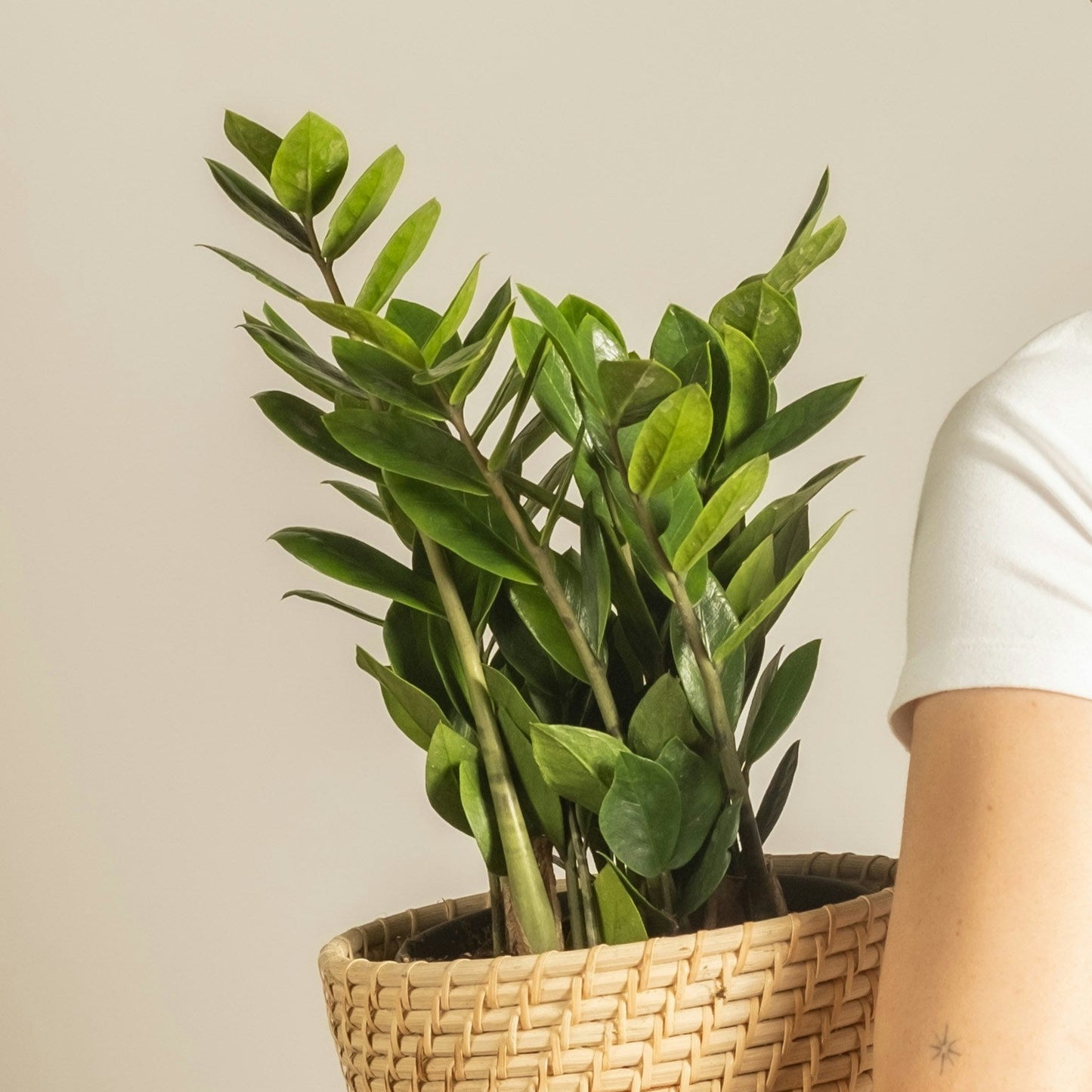 Person holding a potted plant against a plain background