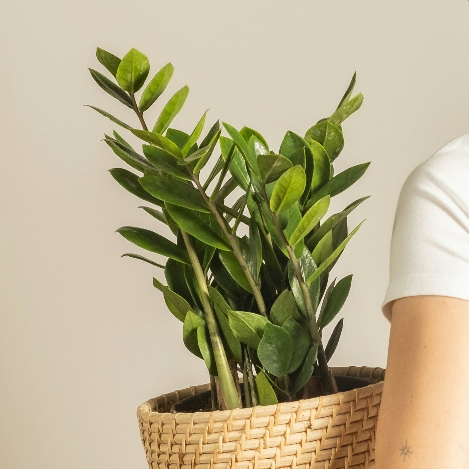 Person holding a potted plant against a plain background