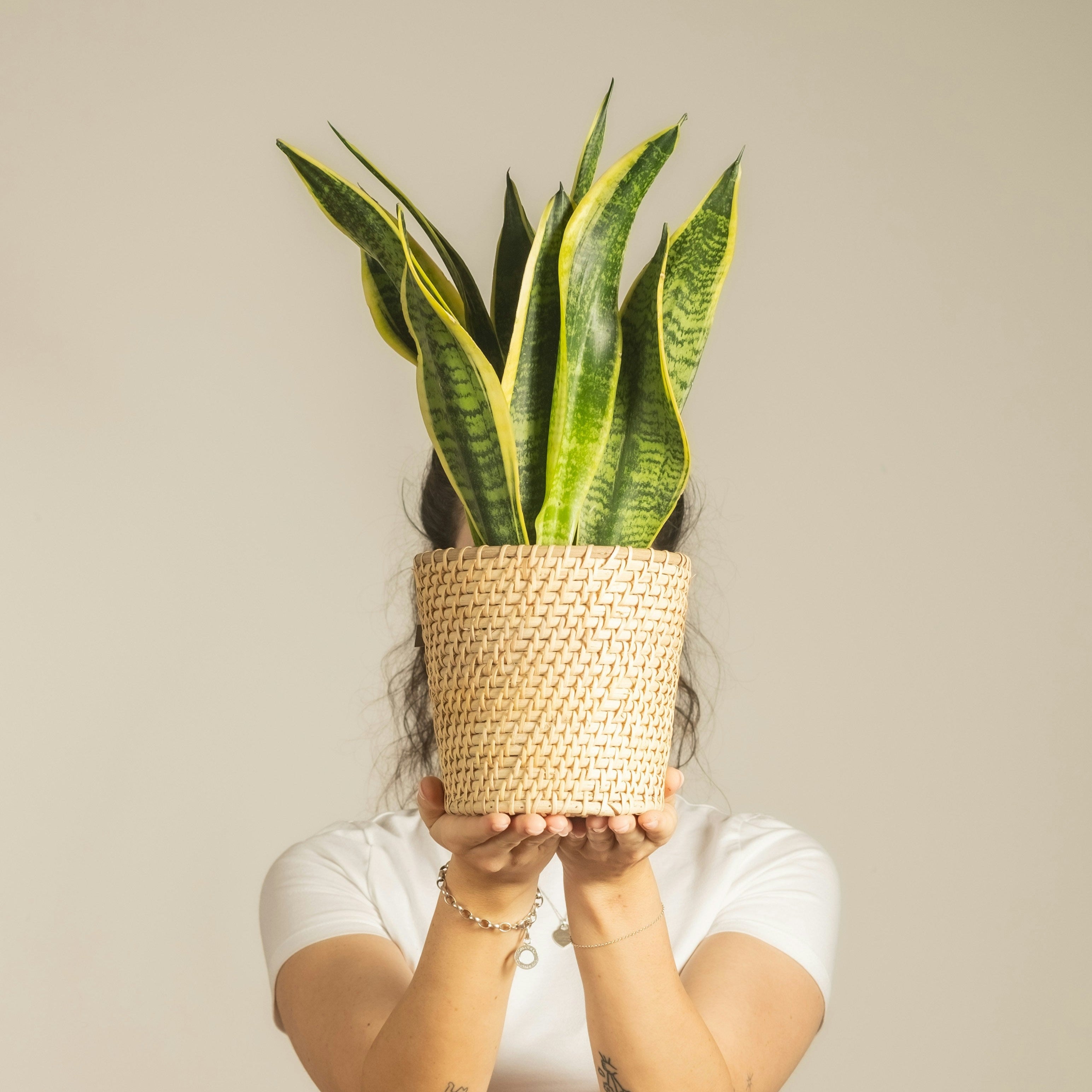 Person holding a potted snake plant in front of their face against a plain background
