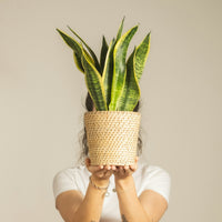 Person holding a potted snake plant in front of their face against a plain background