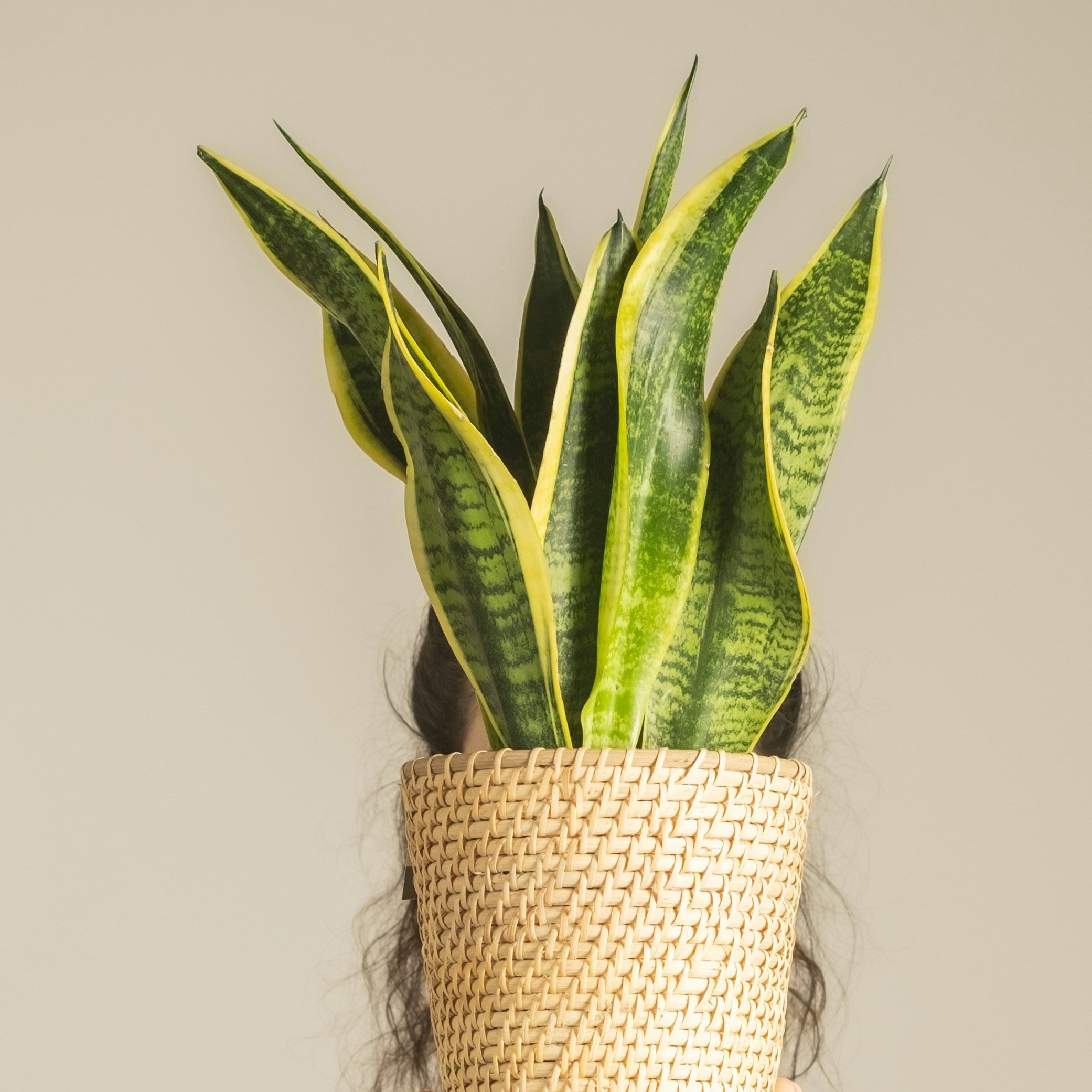 Person holding a potted snake plant in front of their face against a plain background