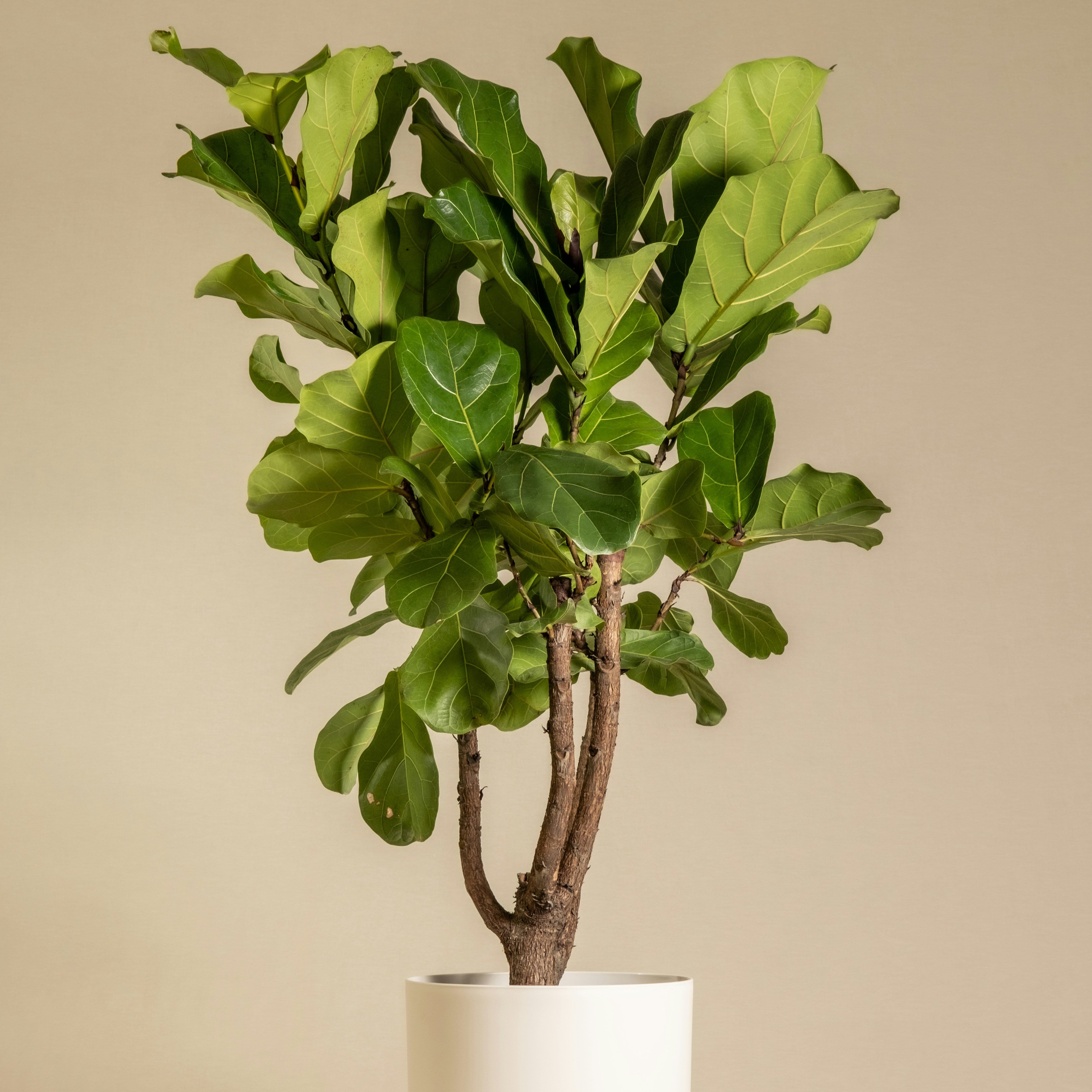 Potted fiddle leaf fig plant on a beige background