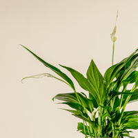 Peace Lily (Spathiphyllum) Small | Blooming, Low-Light Friendly Indoor Plant