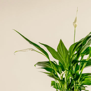 Peace Lily (Spathiphyllum) Small | Blooming, Low-Light Friendly Indoor Plant