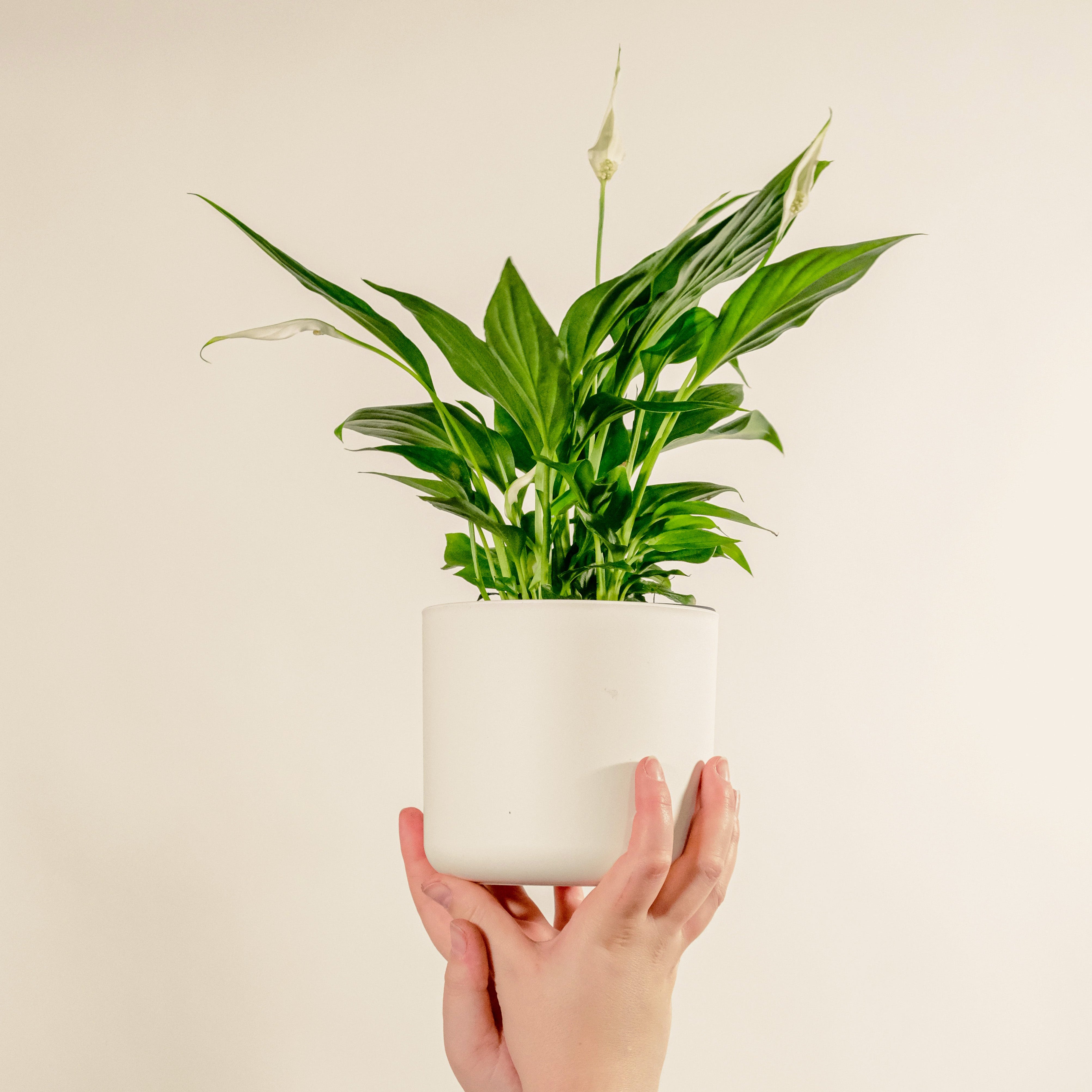 Hand holding a potted plant against a plain background