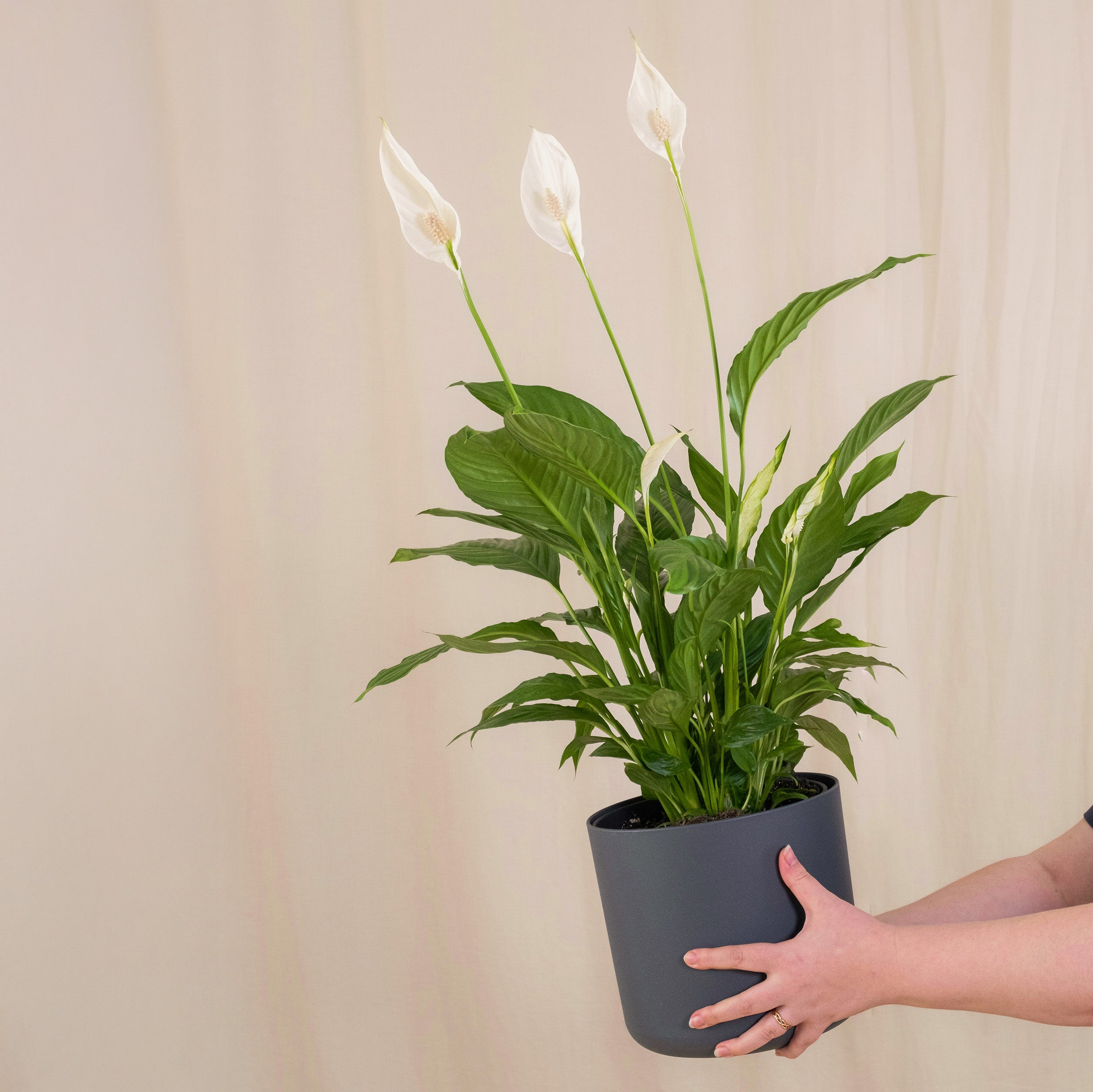 Potted plant with white flowers held by a hand against a beige curtain background