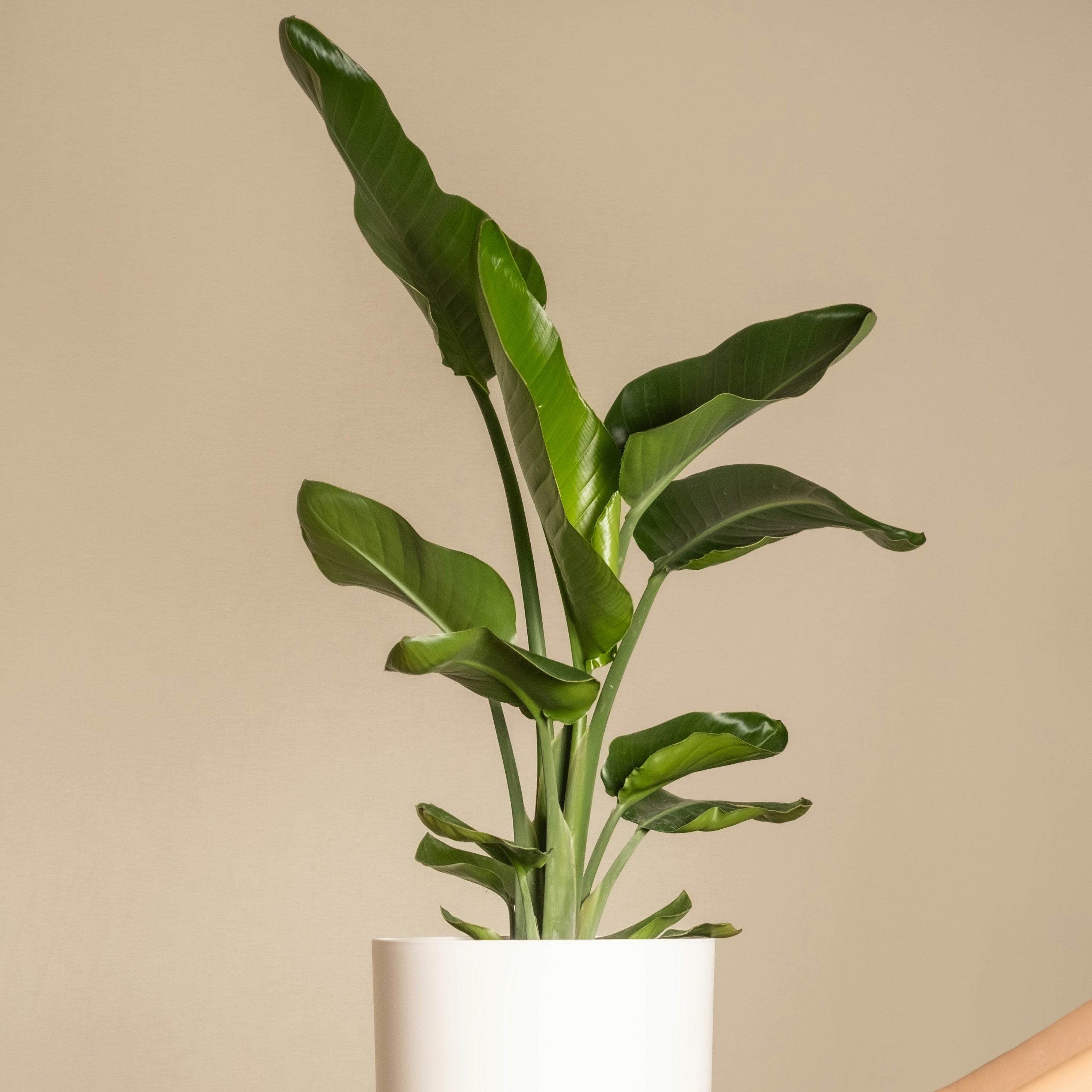 Person holding a potted plant against a beige background